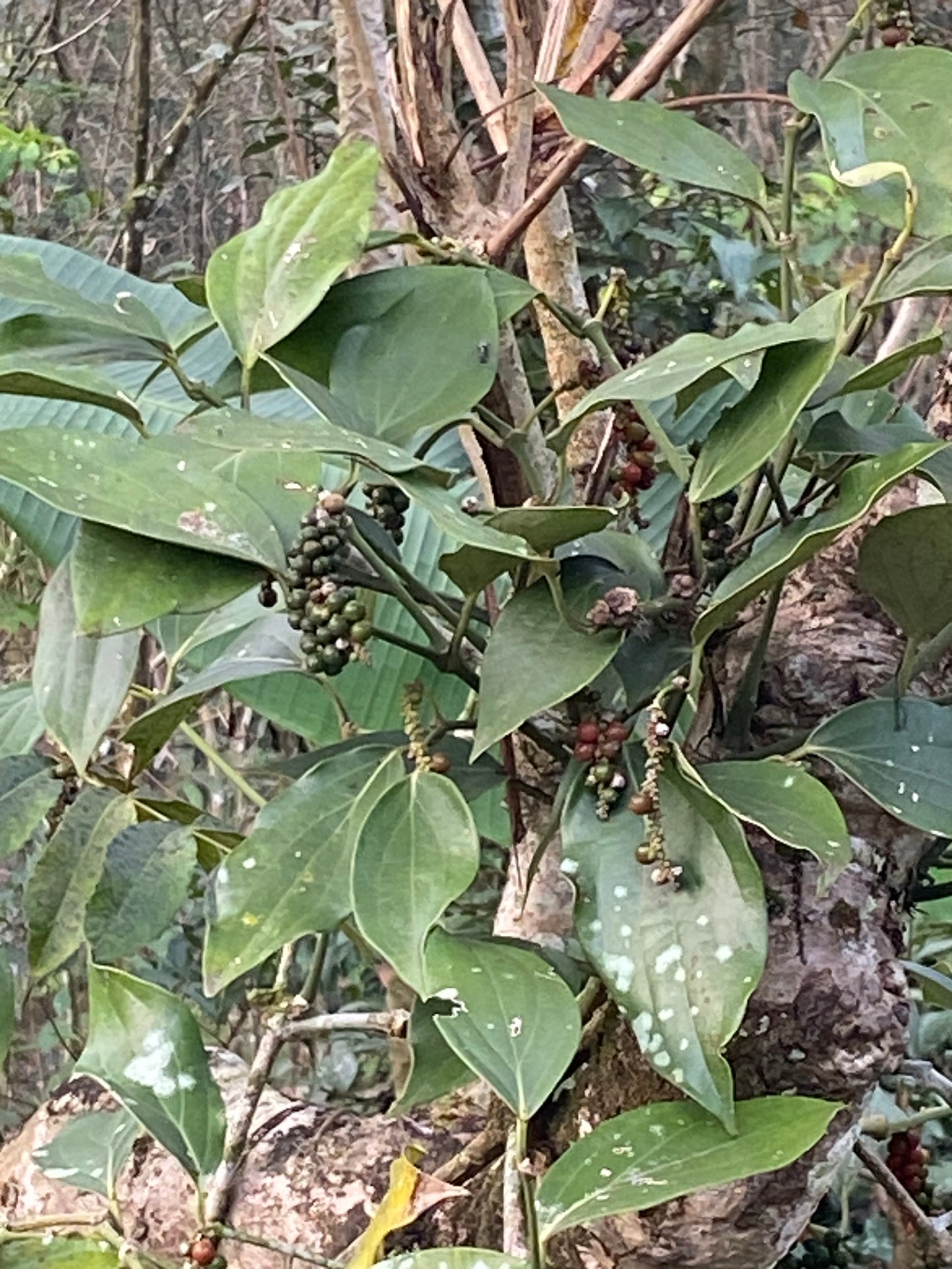 Pfefferkörner schwarz aus dem Pfefferland Kerala, Indien